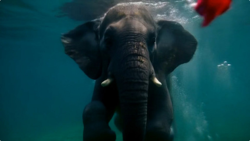 Runway Ai Aleph Model