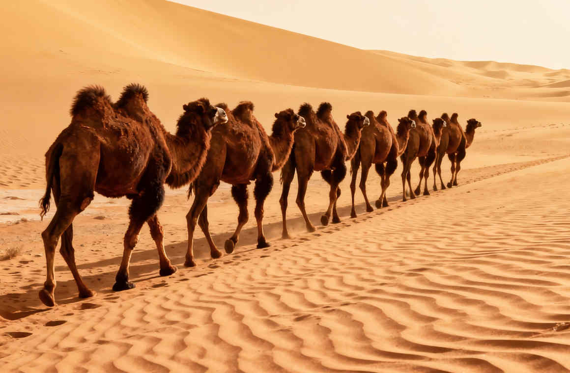 Pika Ai A Camel Caravan