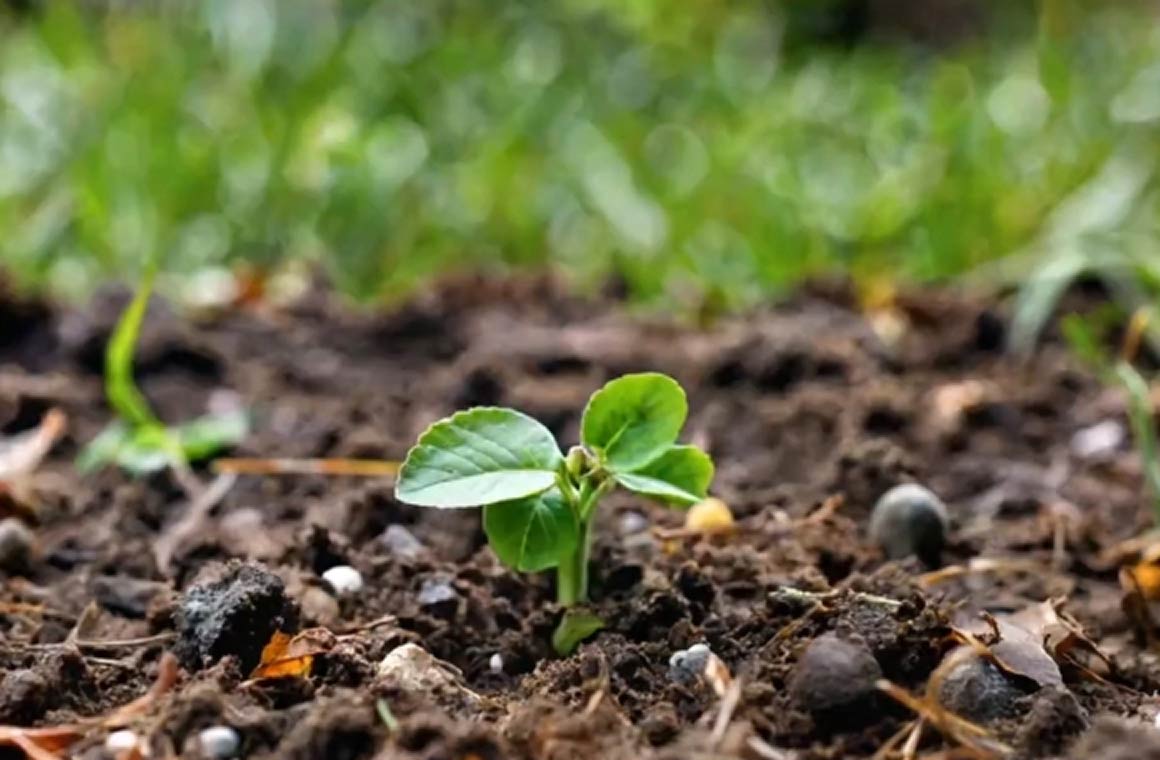 Pixverse AI Sapling Break Through