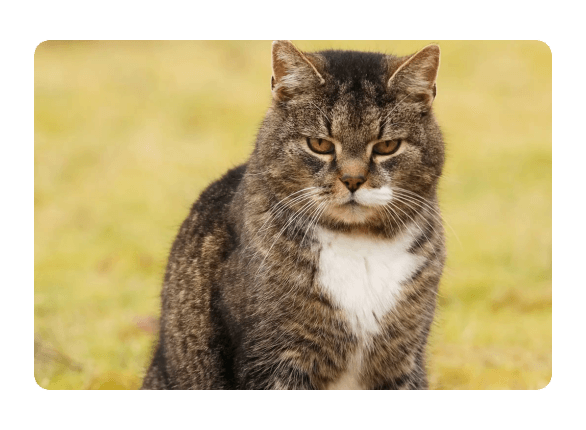 Seedance 2 Multi Shot Narrative