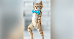 AI Cat Dance